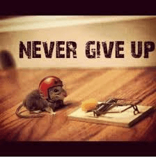 Never give up